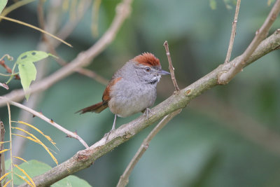 Sooty-fronted Spinetail