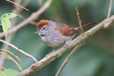 Sooty-fronted Spinetail 
