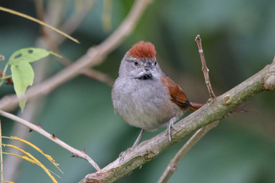 Sooty-fronted Spinetail