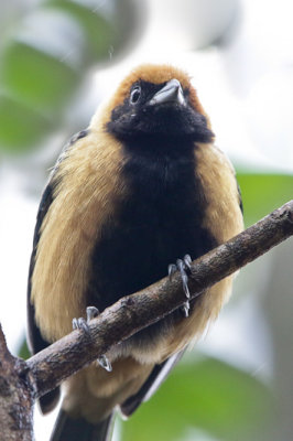 Burnished-buff Tanager 