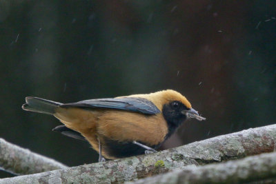 Burnished-buff Tanager 