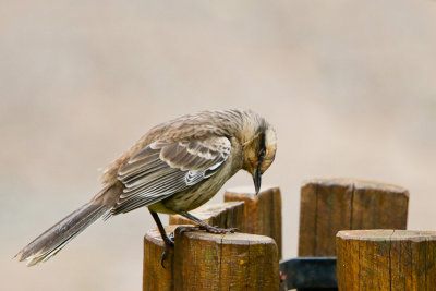 Chalk-browed Mockingbird 