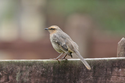 Chalk-browed Mockingbird