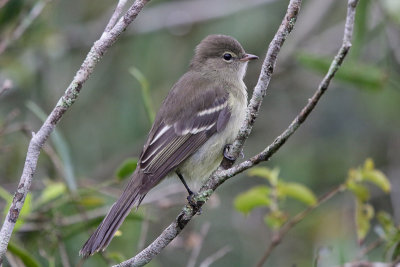 Highland Elaenia 