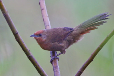 Orange-breasted Thornbird 