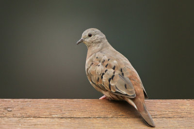 Ruddy-ground Dove