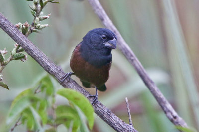 Chestnut-bellied Seed-finch 