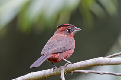 Red-crested Finch 