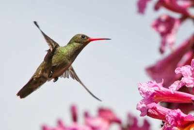 Glided Hummingbird