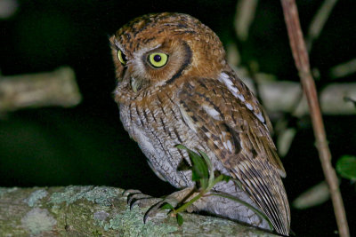 Tropical Screech-owl 