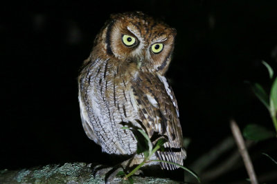 Tropical Screech-owl 