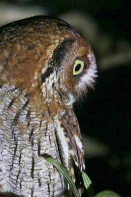 Tropical Screech-owl 