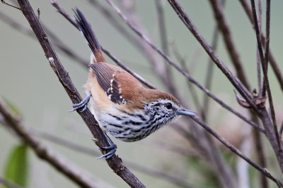 Rusty-backed Antwren 