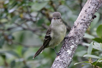 Highland Elaenia