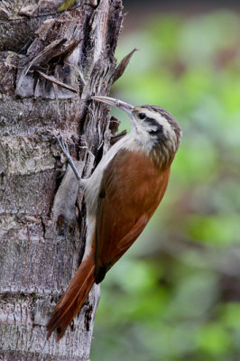 Narrow-billed Woodcreeper