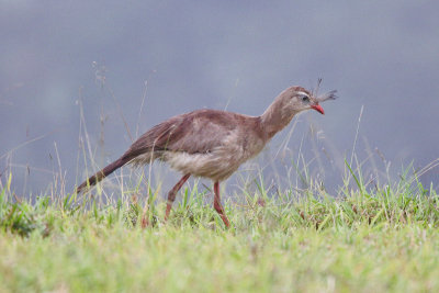 Red-legged Seriema