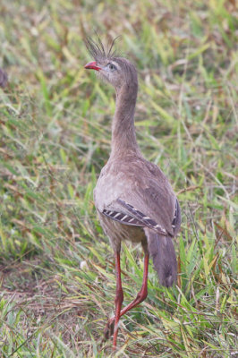 Red-legged Seriema 