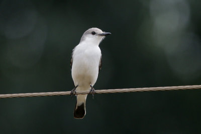 White-rumped Monjita 