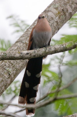 Squirrel Cuckoo