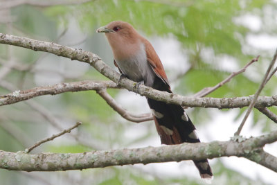 Squirrel Cuckoo