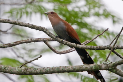 Squirrel Cuckoo