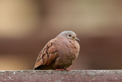 Ruddy-ground Dove 