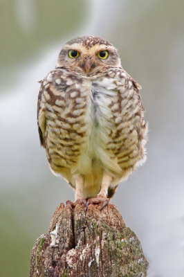 Borrowing Owl