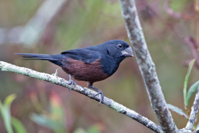 Chestnut-bellied Seed-finch