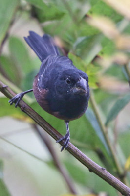 Chestnut-bellied Seed-finch