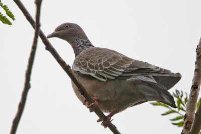 Picazuro Pigeon 