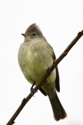 Yellow-bellied Elaenia