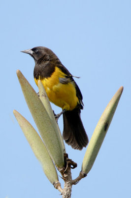 Yellow-rumped Marshbird 