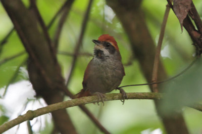 Rufous-capped Spinetail 