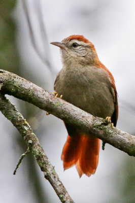 Rusty-backed Spinetail 