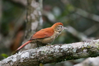 Rusty-backed Spinetail 