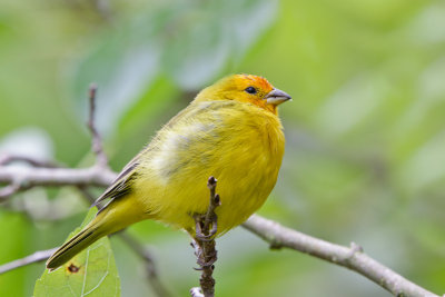 Saffron Finch 