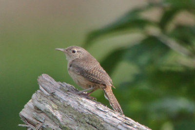 Southern House Wren