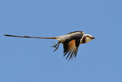 Streamer-tailed Tyrant