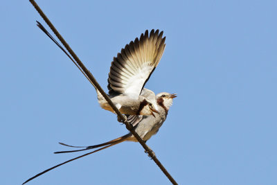 Streamer-tailed Tyrant