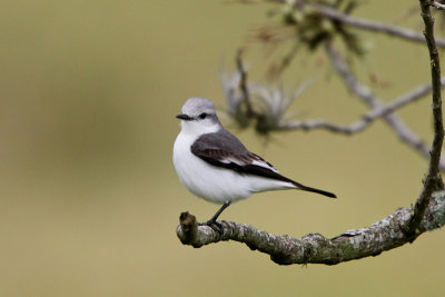 White-rumped Monjita 