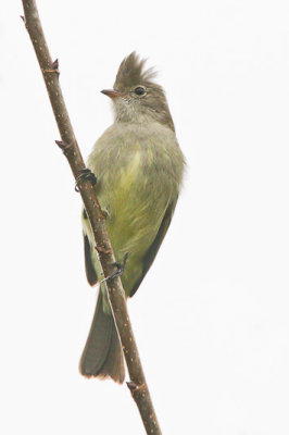 Yellow-bellied Elaenia 