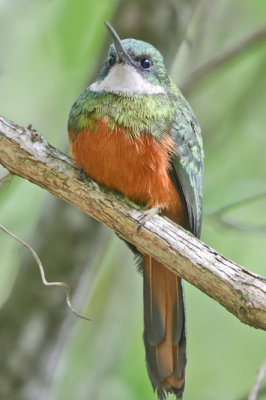 Rufous-tailed Jacamar 