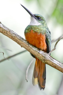 Rufous-tailed Jacamar 