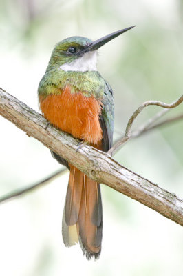 Rufous-tailed Jacamar 