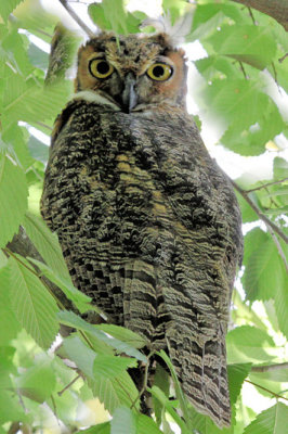 Great Horned Owl 