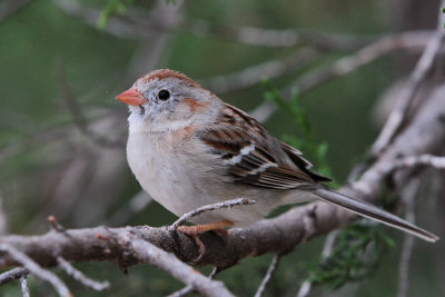 Field Sparrow 