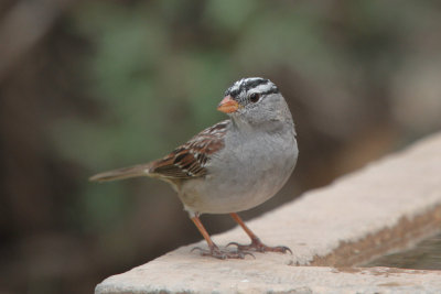 White-crowned Sparrow 