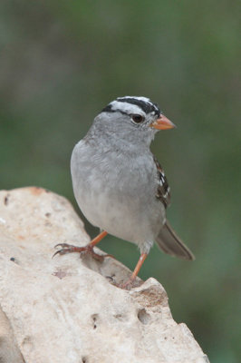 White-crowned Sparrow 