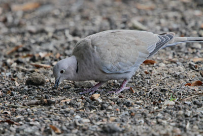 Eurasian Collared-Dove 