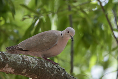 Eurasian Collared-dove 